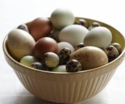 Best turkey, quail, goose and pheasant egg producers